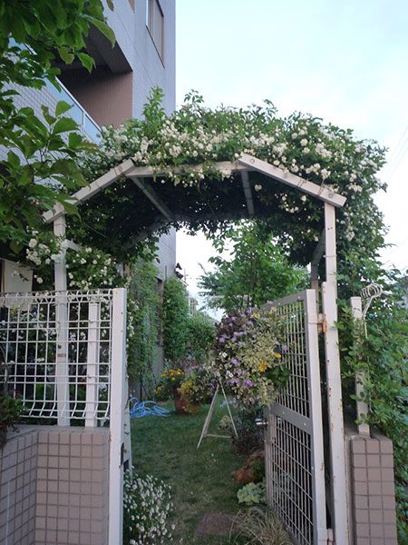 rose_arch_2