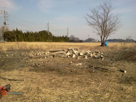 tree_firewood_02